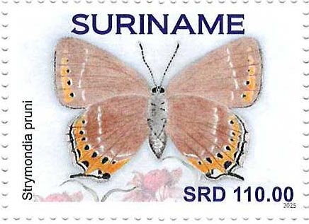 Black Hairstreak (Strymondia pruni)