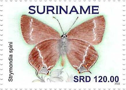 Blue spot Hairstreak (Strymondia spini)