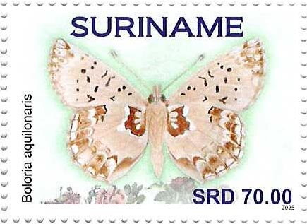 Cranberry Fritillary (Boloria aquilonaris), ventral