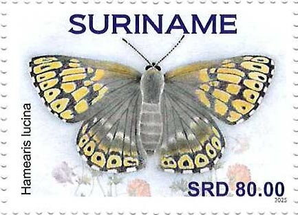 Duke of Burgundy (Hamearis lucina)