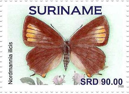 Ilex Hairstreak (Nordmannia ilicis)