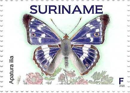 Lesser Purple Emperor (Apatura ilia)