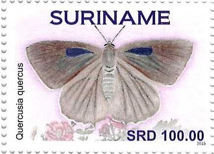Purple Hairstreak (Quercusia quercus)
