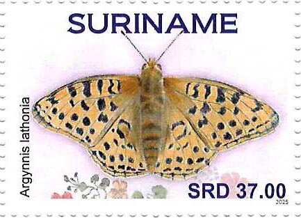 Queen of Spain Fritillary (Argynnis lathonia)