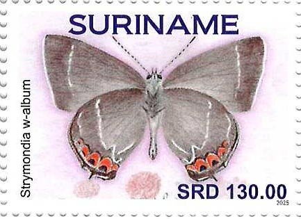 White-letter Hairstreak (Strymondia w-album)
