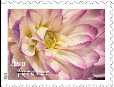Stamp, Dahlias, United States of America,  , Flowers