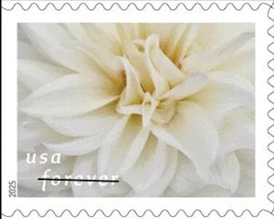 Stamp, Dahlias, United States of America,  , Flowers