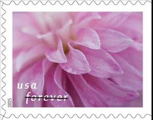Stamp, Dahlias, United States of America,  , Flowers