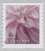 Stamp, Dahlias, United States of America,  , Flowers