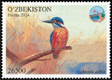 Alcedo atthis