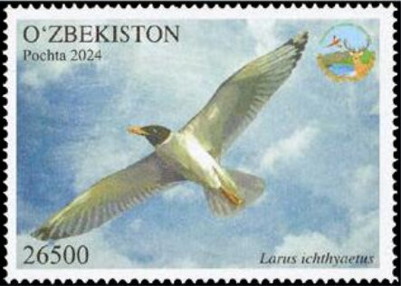 Larus ichthyaetus