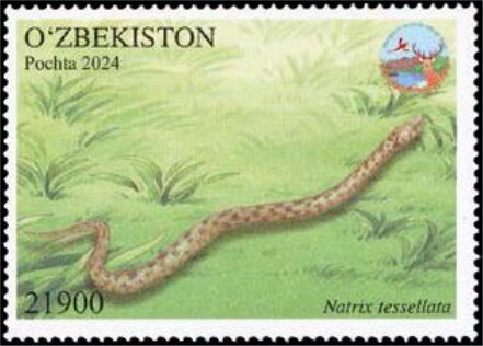 Natrix tessellata