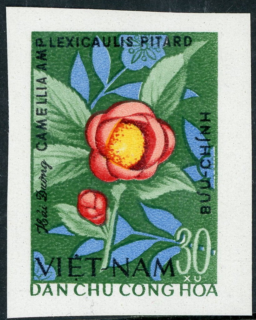 Lavender (camellia Amplexicaulis Pitard)