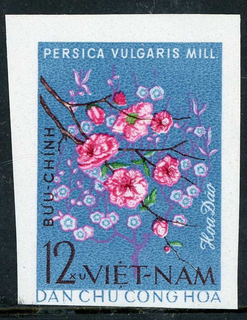 Peach Blosom (Persica vulgaris)