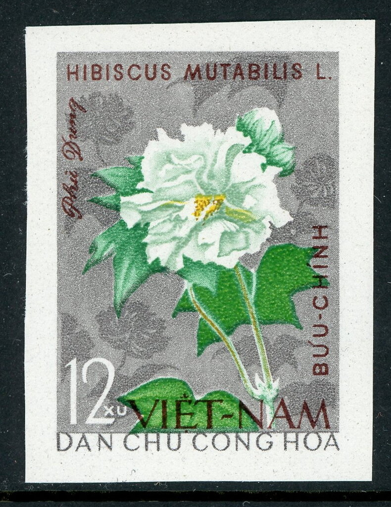 Rose Hibiscus (Hibicus mutabilis)