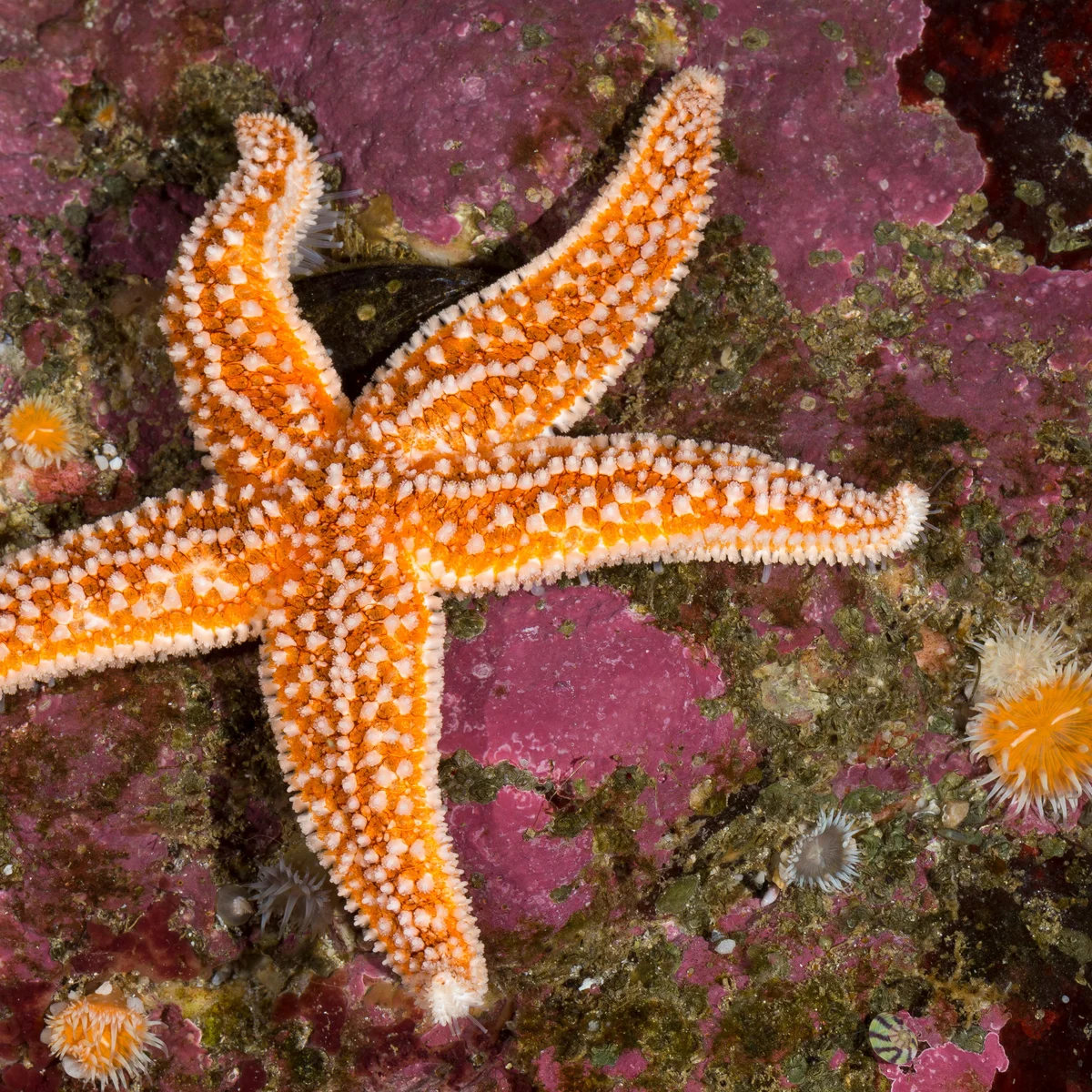 Starfish