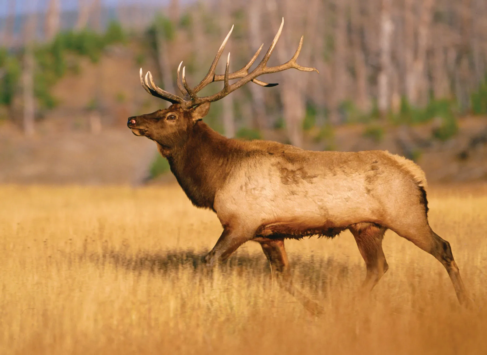 Elks