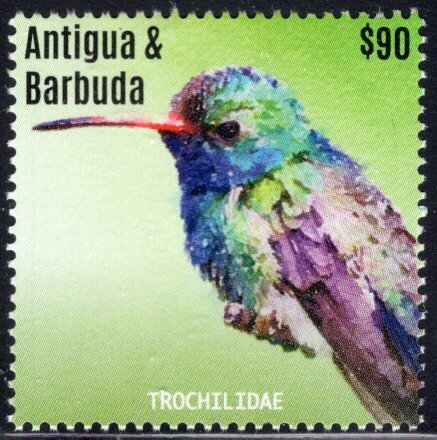 Broad-billed Hummingbird