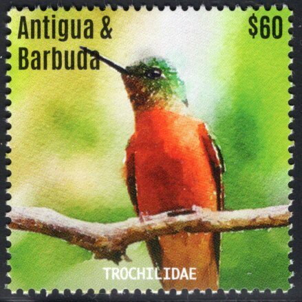 Chestnut-breasted Coronet
