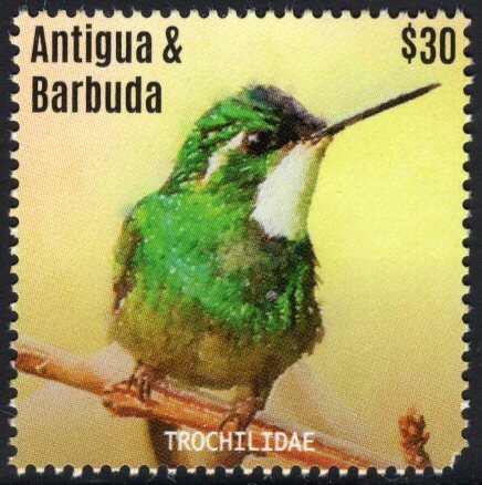 White-throated Mountain-gem