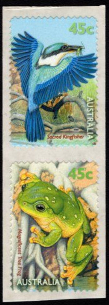 Magnificent Tree Frog (Litoria splendida)
