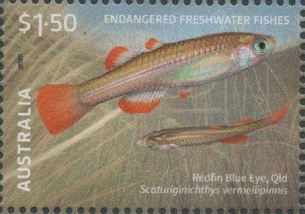 Redfin Blue Eye (Scaturiginichthys vermeilipinnis)