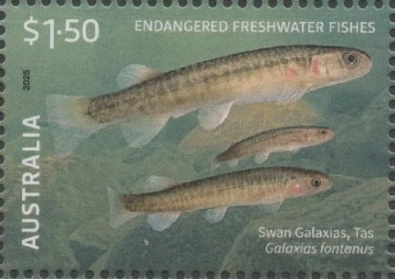 Swan Galaxias (Galaxias fontanus)