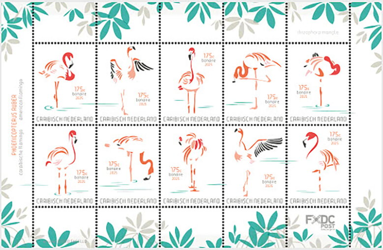 American flamingo (Phoenicopterus ruber)