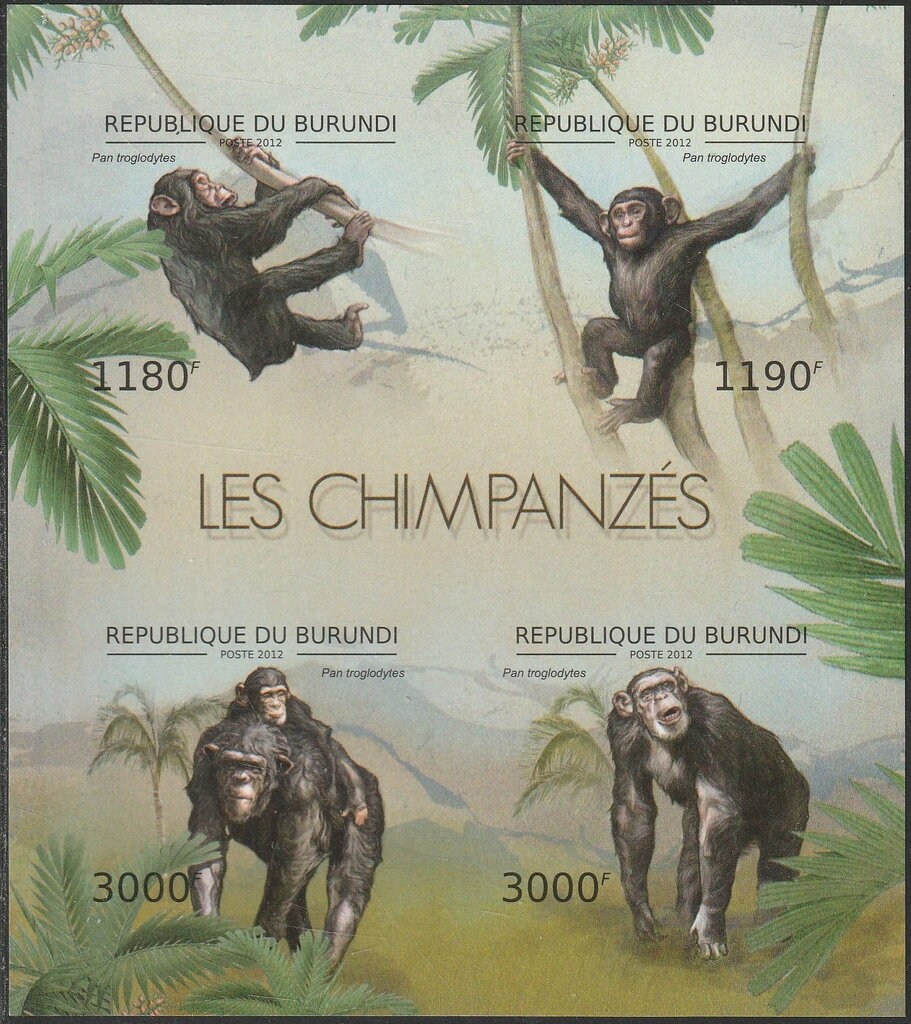 Chimpanzees