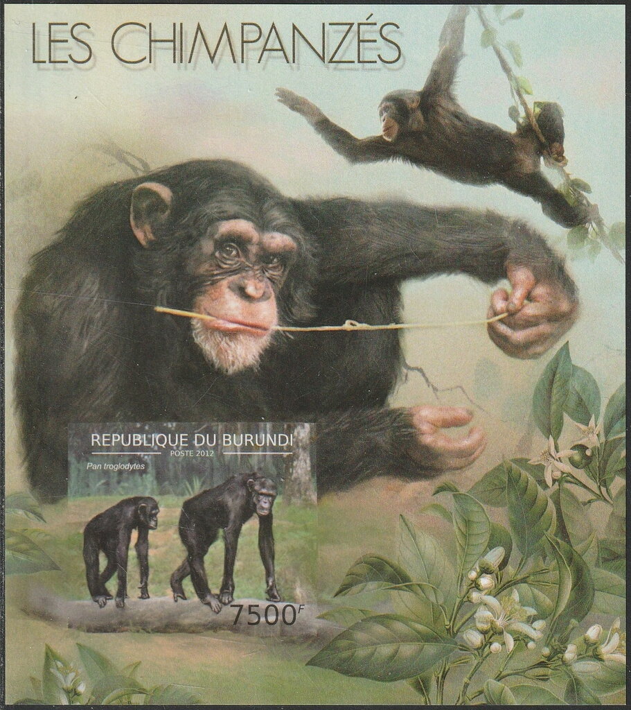 Pan troglodytes