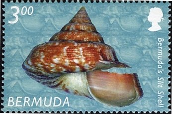 Bermuda's Slit Shell (Dendropoma sp.)