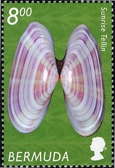 Stamp, Sunrise Tellin (Tellina radiata), Bermuda,  , Shells
