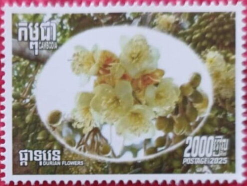 Durian (Durio sp.) Flowers