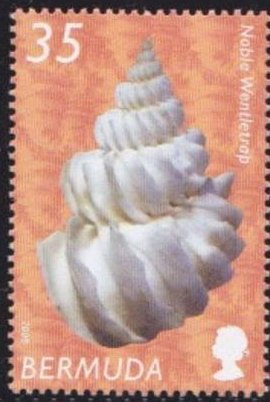 Noble Wentletrap (Sthenorhytis pernobilis)