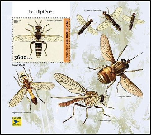 Laxenecera albicincta