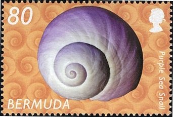 Common Purple Sea Snail (Janthina janthina)