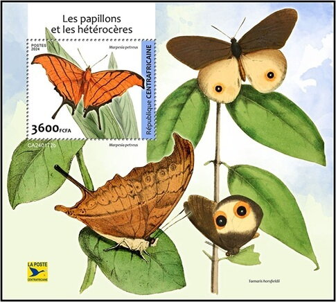 Marpesia petreus
