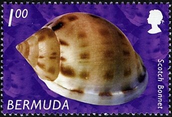 Stamp, Scotch Bonnet (Semicassis granulata), Bermuda,  , Shells