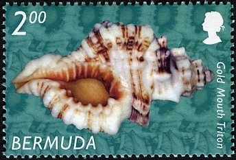 Gold Mouth Triton (Cymatium sp.)