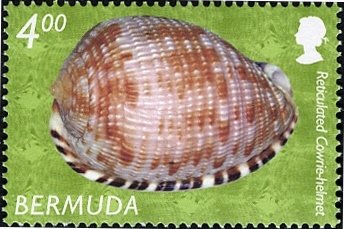 Stamp, Reticulated Cowrie Helmet (Cypraecassis testiculus) , Bermuda,  , Shells