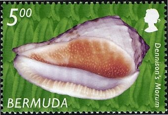 Dennison's Morum (Morum dennisoni) 