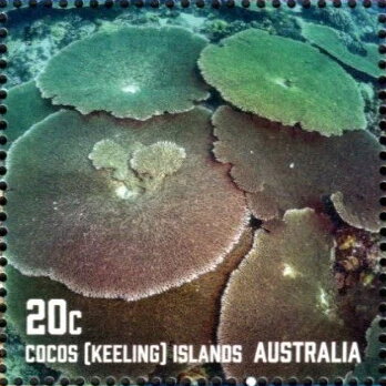 Corals of Cocos Islands