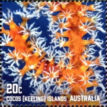 Corals of Cocos Islands