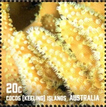 Corals of Cocos Islands