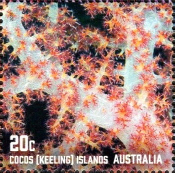Corals of Cocos Islands
