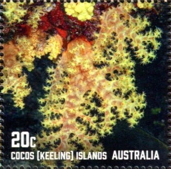 Corals of Cocos Islands