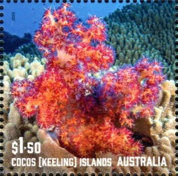 Corals of Cocos Islands