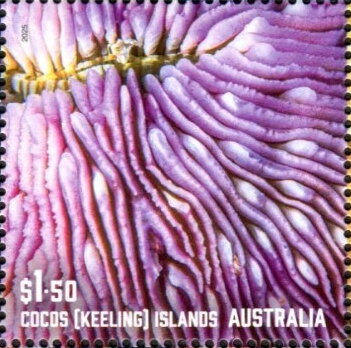 Corals of Cocos Islands