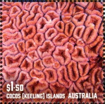 Corals of Cocos Islands