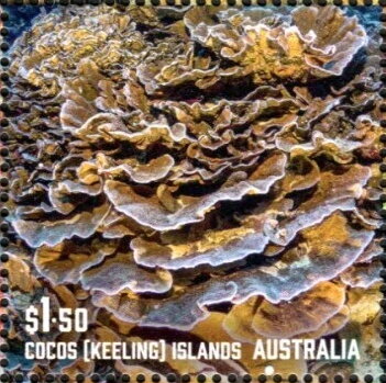 Corals of Cocos Islands